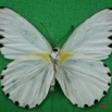 054 Lepidoptera (FV) Pieridae Appias sabina m IMG_3388WTMK.jpg