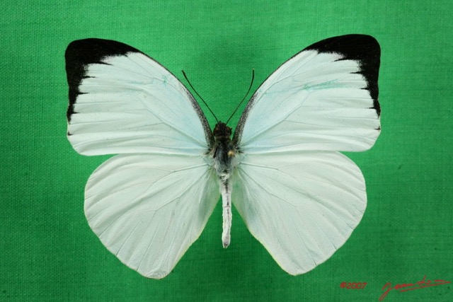 055 Lepidoptera (FD) Pieridae Nepheronia argia argia m 7IMG_5101WTMK.JPG