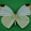 056 Lepidoptera (FV) Pieridae Nepheronia argia argia m 7IMG_5102WTMK.JPG