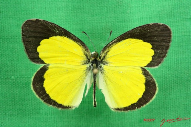 057 Lepidoptera (FD) Pieridae Eurema brigitta m 7IMG_5734WTMK.JPG