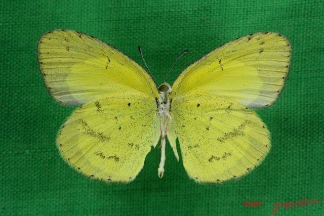 058 Lepidoptera (FV) Pieridae Eurema brigitta m 7IMG_5736WTMK.JPG