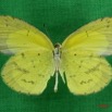 058 Lepidoptera (FV) Pieridae Eurema brigitta m 7IMG_5736WTMK.JPG