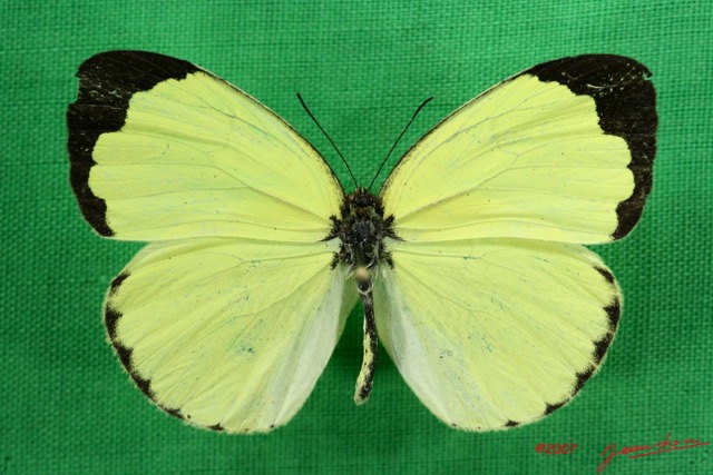 059 Lepidoptera (FD) Pieridae Eurema senegalensis m 7IMG_5767WTMK.JPG