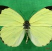 059 Lepidoptera (FD) Pieridae Eurema senegalensis m 7IMG_5767WTMK.JPG