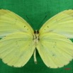060 Lepidoptera (FV) Pieridae Eurema senegalensis m 7IMG_5769WTMK.JPG