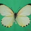 061 Lepidoptera (FD) Pieridae Mylothris chloris 7EIMG_2056WTMK.JPG