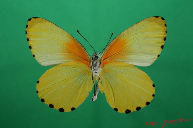 062 Lepidoptera (FV) Pieridae Mylothris chloris 7EIMG_2060WTMK.JPG