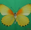 062 Lepidoptera (FV) Pieridae Mylothris chloris 7EIMG_2060WTMK.JPG