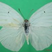 063 Lepidoptera (FD) Pieridae Catopsilia florella m 7EIMG_2448WTMK.JPG