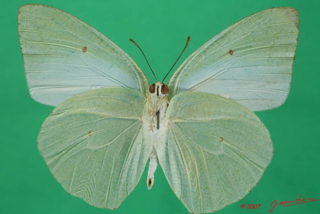 064 Lepidoptera (FV) Pieridae Catopsilia florella m 7EIMG_2456WTMK.JPG