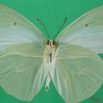 064 Lepidoptera (FV) Pieridae Catopsilia florella m 7EIMG_2456WTMK.JPG