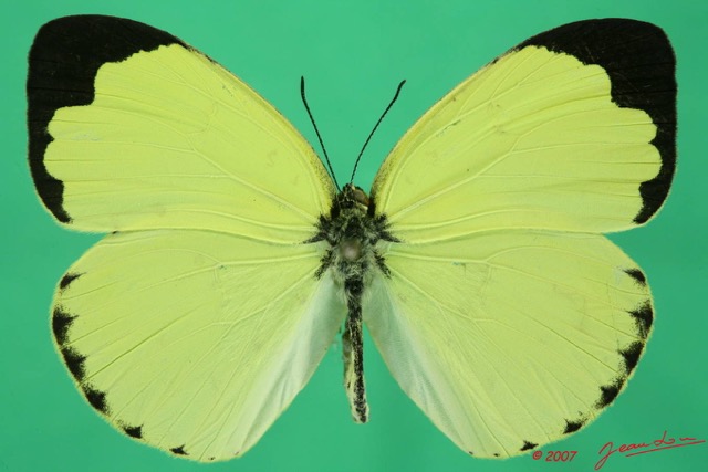065 Lepidoptera (FD) Pieridae Eurema senegalensis m 7EIMG_2415WTMK.JPG