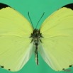 065 Lepidoptera (FD) Pieridae Eurema senegalensis m 7EIMG_2415WTMK.JPG