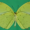 066 Lepidoptera (FV) Pieridae Eurema senegalensis m 7EIMG_2422WTMK.JPG