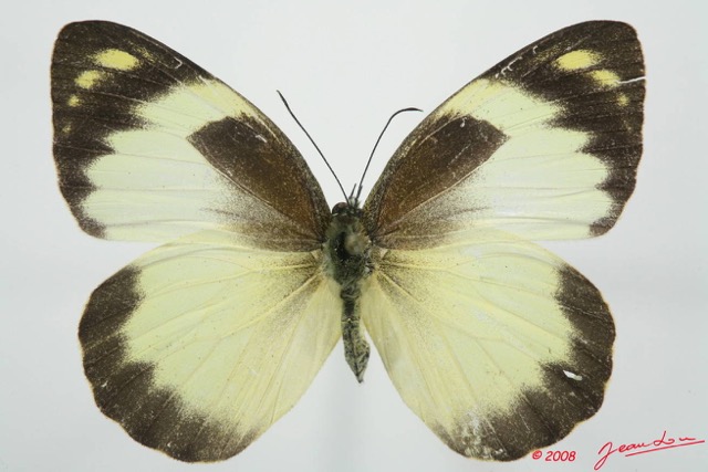 067 Lepidoptera (FD) Pieridae Appias epaphia f 8EIMG_4136WTMK.JPG