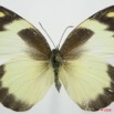 067 Lepidoptera (FD) Pieridae Appias epaphia f 8EIMG_4136WTMK.JPG