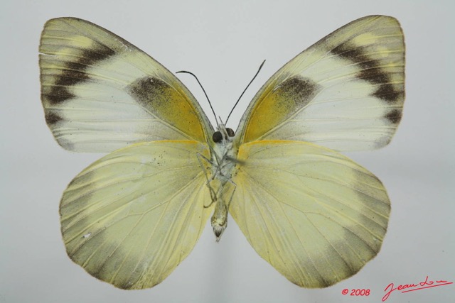 068 Lepidoptera (FV) Pieridae Appias epaphia f 8EIMG_4143WTMK.JPG