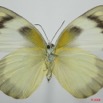 068 Lepidoptera (FV) Pieridae Appias epaphia f 8EIMG_4143WTMK.JPG