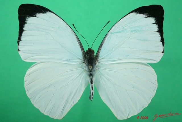 069 Lepidoptera (FD) Pieridae Nepheronia argia m 8EIMG_15955WTMK.jpg