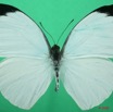 069 Lepidoptera (FD) Pieridae Nepheronia argia m 8EIMG_15955WTMK.jpg