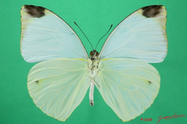070 Lepidoptera (FV) Pieridae Nepheronia argia m 8EIMG_15967WTMK.jpg