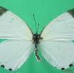 071 Lepidoptera (FD) Pieridae Mylothris rhodope m 8EIMG_18465WTMK.JPG