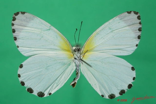 072 Lepidoptera (FV) Pieridae Mylothris rhodope m 8EIMG_18469WTMK.JPG