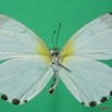 072 Lepidoptera (FV) Pieridae Mylothris rhodope m 8EIMG_18469WTMK.JPG