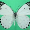 073 Lepidoptera (FD) Pieridae Belenois calypso m 8EIMG_20745WTMK.JPG