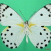 074 Lepidoptera (FV) Pieridae Belenois calypso m 8EIMG_20754WTMK.JPG