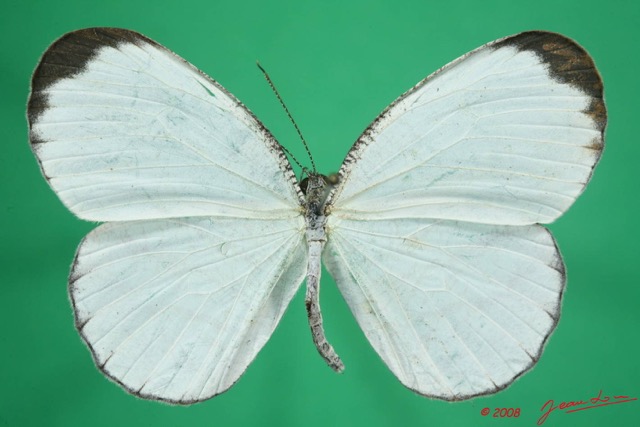 075 Lepidoptera (FD) Pieridae Leptposia nupta 8EIMG_24537WTMK.JPG