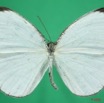 075 Lepidoptera (FD) Pieridae Leptposia nupta 8EIMG_24537WTMK.JPG