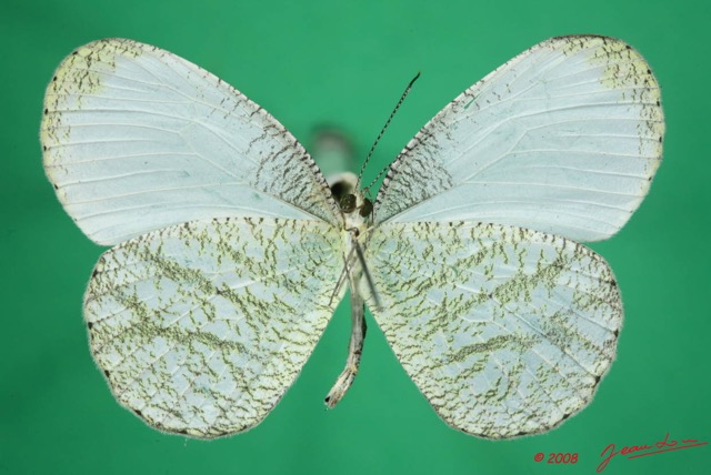 076 Lepidoptera (FV) Pieridae Leptposia nupta 8EIMG_24540WTMK.JPG