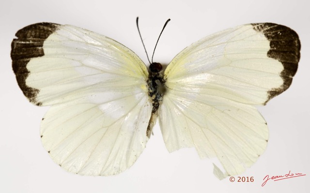 077 Lepidoptera 131d (FD) Pieridae Coliadinae Eurema hecabe f 16E5K3IMG_119549wtmk.jpg