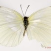 077 Lepidoptera 131d (FD) Pieridae Coliadinae Eurema hecabe f 16E5K3IMG_119549wtmk.jpg
