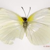 078 Lepidoptera 131d (FV) Pieridae Coliadinae Eurema hecabe f 16E5K3IMG_119550wtmk.jpg