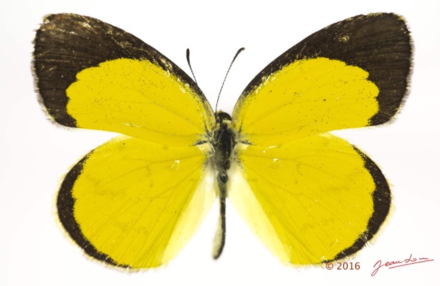 079 Lepidoptera 132d (FD) Pieridae Coliadinae Eurema brigitta m 16E5K3IMG_119761wtmk.jpg