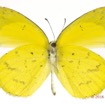 080 Lepidoptera 132d (FV) Pieridae Coliadinae Eurema brigitta m 16E5K3IMG_119762wtmk.jpg