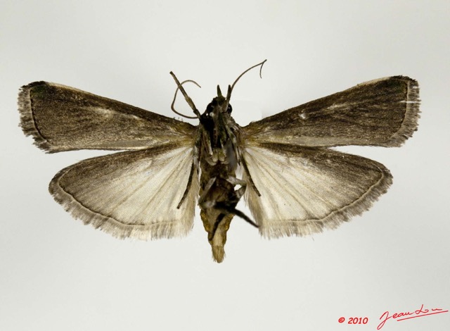034 Heterocera 187d (FV) Pyralidae Phyticinae Gen sp m 10E5K2IMG_64241wtmk.jpg