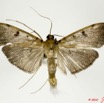 035 Heterocera 188a (FD) Crambidae Pyralinae m 10E5K2IMG_64242wtmk.jpg