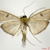 036 Heterocera 188a (FV) Crambidae Pyralinae m 10E5K2IMG_64243wtmk.jpg