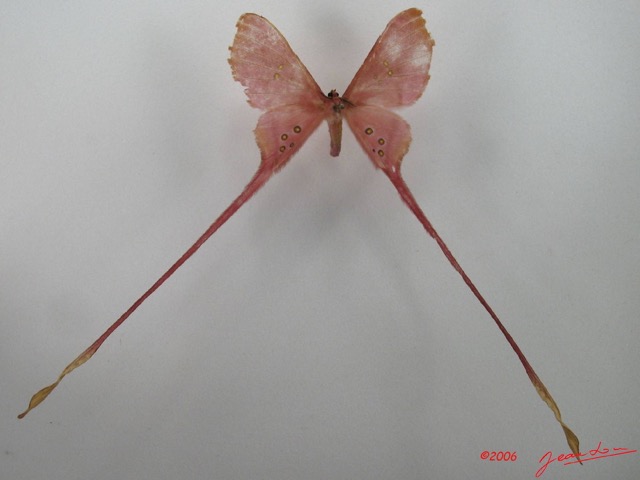 063 Heterocera (FD) Saturniidae Eudaemonia argus IMG_4549WTMK.JPG