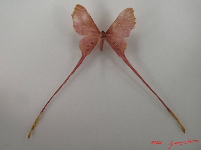 064 Heterocera (FV) Saturniidae Eudaemonia argus IMG_4551WTMK.JPG