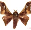 009 Heterocera 207d (FD) Saturniidae Holocerina angulata m 14E5K3IMG_97298wtmk.jpg