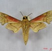 010 Heterocera (FV) Sphingidae Phylloxiphia illustris IMG_3545WTMK.JPG
