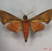 012 Heterocera (FV) Sphingidae Polyptichus Trisecta m IMG_3547WTMK.JPG