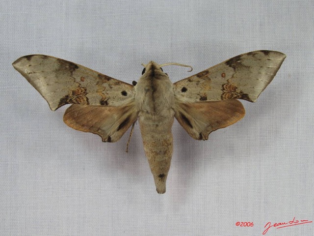 015 Heterocera (FD) Sphingidae Polyptichus affinis m IMG_3551WTMK.JPG