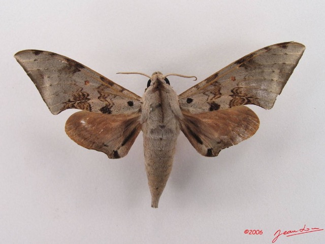 031 Heterocera (FD) Sphingidae Polyptichus affinis IMG_4280WTMK.JPG
