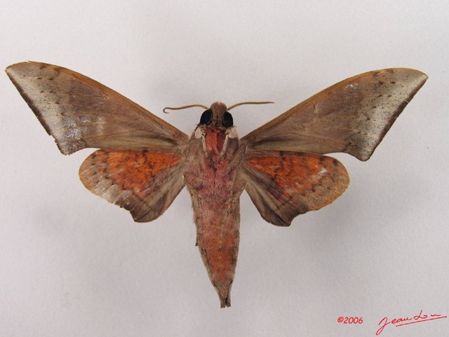032 Heterocera (FV) Sphingidae Polyptichus affinis IMG_4281WTMK.JPG