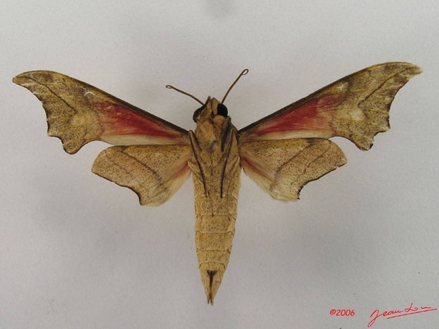 036 Heterocera (FV) Sphingidae Phylloxiphia illustris IMG_4338WTMK.JPG